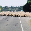 23.再度遇到羊群擋路