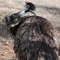 032-Emu