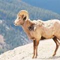 16-Big Horn Sheep
