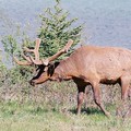 26-Elk