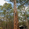 061-Diamond Tree Lookout