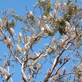 242-Birds on Tree