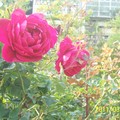 花卉：玫瑰（99-2勤大機三賴宜揮攝）100.3.7..jpg