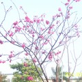 花卉：櫻花（99-2勤大機三賴宜揮攝）100.3.7..jpg