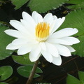花卉：白色蓮花（99-2勤大文三朱芳緯攝）99.10.17.JPG