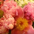 花卉：牡丹（99-2勤大景三柯沛晴攝）98.6.30.JPG