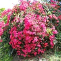 花樹：鮮豔紅花（99-2勤大機三張証凱）.JPG
