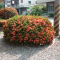 花卉：紅綠花叢（99-2勤大景四鄧立偉）99.7.23.JPG