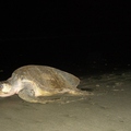 2006.11月南方的Playa de Coco夜間在定點海邊看海龜下蛋﹝這隻母龜完成任務在黑夜憑直覺折返大海中﹞
