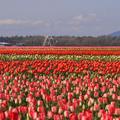 tulip town - 1