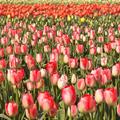 tulip town - 3