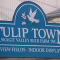 tulip town - 5