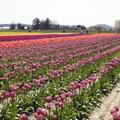 tulip town - 2