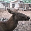 成都動物園遊 - 3