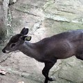 成都動物園遊 - 4