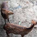 成都動物園遊 - 5