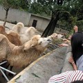 成都動物園遊 - 4