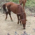 成都動物園遊 - 5