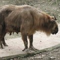 成都動物園遊 - 1