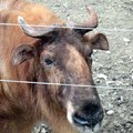 成都動物園遊 - 2