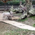 成都動物園遊 - 3