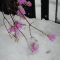 休息站的雪中之花