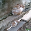 三星期大－兔媽媽帶小兔