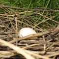 攝於2008年5月22日上午6時50分，呵！下了一顆蛋蛋，親鳥開小差去了。