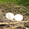 5月24日上午7時，巢裡多了一顆蛋蛋，與第一顆蛋蛋相隔兩天。