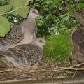 5月31日上午8點，公鳥來探班，兩隻會輪流孵蛋，鳥夫妻雌雄難辨。
