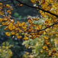 轉黃的銀杏樹，讓杭州的秋大大增色