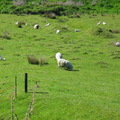 Sheep on the grass