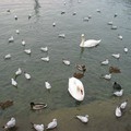 Lucerne - Swan