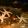 Denmark's Aquarium - Starfish