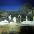 Aquarium KAIYUKAN - Penguins