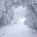 大雪下的路及树