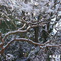箱根的雪景 - 1