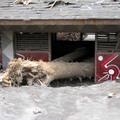 大樹也想泡湯