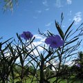 藍天與紫花