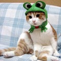 青蛙貓