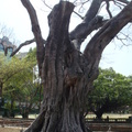 台南孔廟之大樹