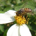 拍到正在採蜜的蜜蜂
