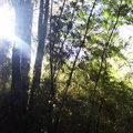 穿越樹林的陽光