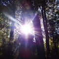樹林中的一顆太陽