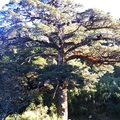 千年大鐵杉