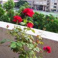 窗前玫瑰 - 4