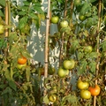 爸媽種的番茄 - 2