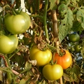爸媽種的番茄 - 1