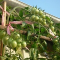 爸媽種的番茄 - 2