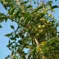 爸媽種的番茄 - 3